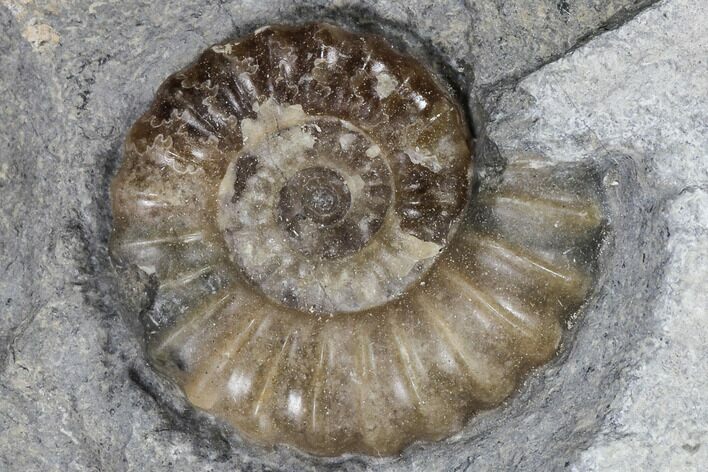 Ammonite (Promicroceras) Fossil - Lyme Regis #103022